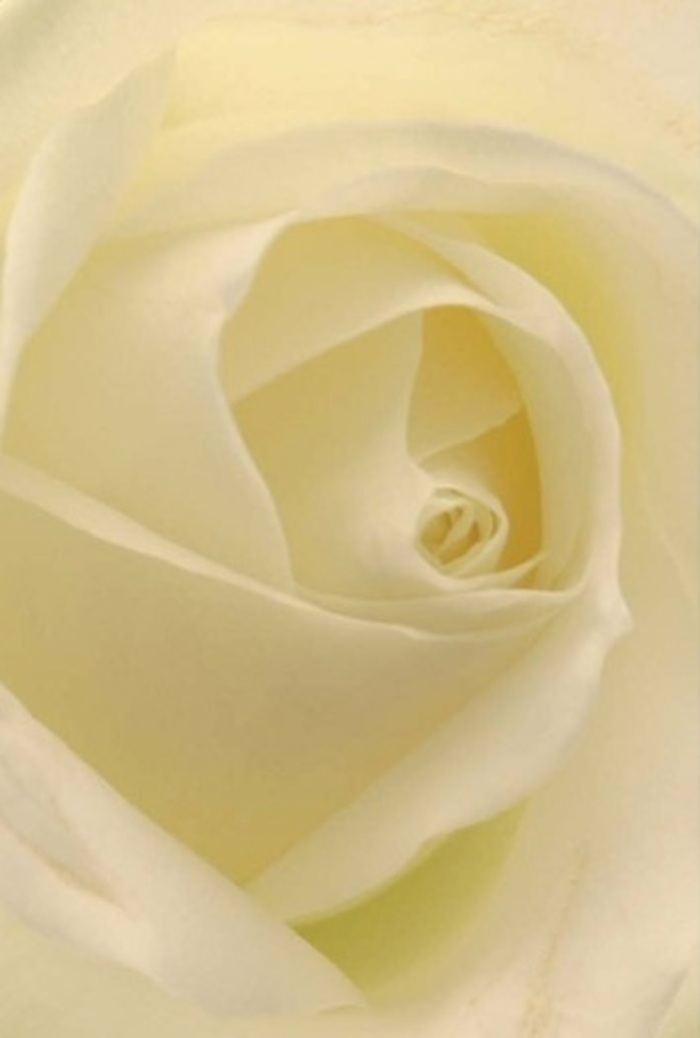 When viewed up close, the pure white rose holds the gaze with its harmonious blend of softness and structure-a vision of serenity amidst Stratford's lively backdrop. The petals are arranged in seamless layers, their tender white and cream hues smoothly blending as if lit from within by the gentle light that drifts through the parks and promenades near Stratford station. The rose's spiraled core is a silent assertion of resilience and grace, ideal for interpreting deeply felt emotions, be it an elegant centrepiece at a Westfield wedding or a quiet gesture of reconciliation among friends. Nuanced shadows and graduated tones enhance the bloom's natural beauty, reminiscent of the subtle palettes found in the waterside gardens of The Greenway. The unspoken, clean fragrance lingers-a gentle comfort that's always appropriate, whatever the message you wish to share across Stratford and beyond. Each petal and contour is expertly arranged by local florists, ensuring that the bloom expresses purity, hope, and the steadfast spirit unique to the E15 community.
